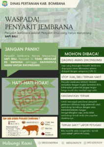 Penyakit Jembrana Serang Sapi Bali di Bombana, Kepala Dinas Pertanian Himbau Peternak Jangan Panik