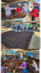 Pemberdayaan Pembudidaya Rumput Laut di Bombana melalui Akses Reforma Agraria