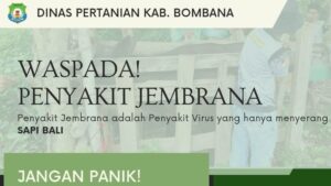 Dinas Pertanian Bombana Imbau Peternak Waspadai Penyakit Jembrana pada Sapi Bali