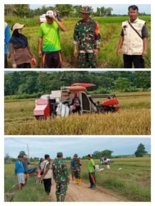 Kolaborasi PPL-Babinsa Pacu Panen Perdana Padi di Bombana, Wujudkan Ketahanan Pangan Desa