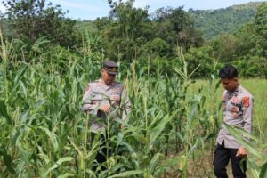 Polsek Rumbia Pantau Lahan Jagung Dukung Swasembada Pangan