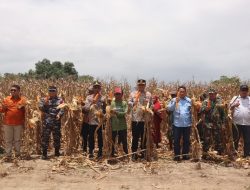 Panen Raya Jagung Bombana Perkuat Target Swasembada Pangan