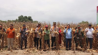 Panen Raya Jagung Bombana Perkuat Target Swasembada Pangan