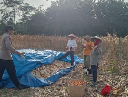 Bhabinkamtibmas Jembatani Petani, Ribuan Kilo Jagung Laku Rp5.700 per Kg