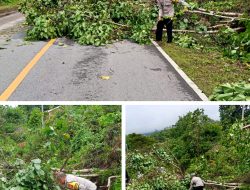 Pohon Tumbang Sempat Tutup Jalur Poros Pangkuri-Kasipute